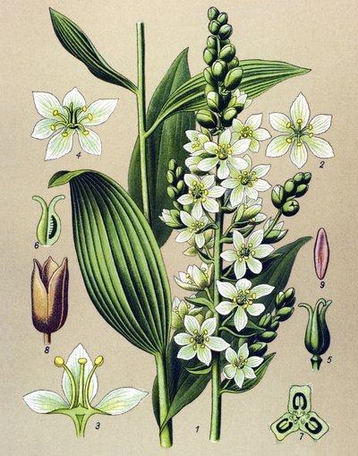 Botanik kurulu. Damarcıklı (toksik) ve tıbbi bitki: beyaz veratre (Veratrum albümü) by Unbekannter Künstler