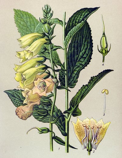 Botanik tahtası, bitki: Büyük çiçekli dijital (Digitalis grandiflora) by Unbekannter Künstler
