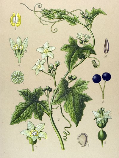 Botanik tahtası, bitki: Bryone (Bryonia alba) by Unbekannter Künstler