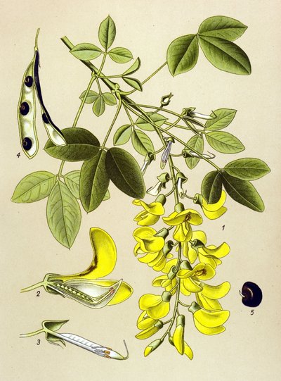 Botanik tahtası, bitki: Yaygın cytitis veya Sahte abanoz (Cytisus Laburnum) by Unbekannter Künstler