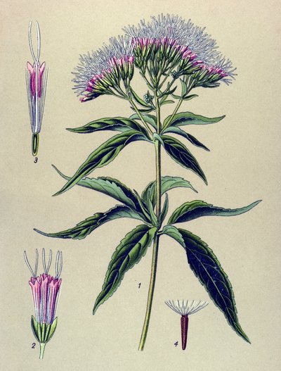 Botanik tahtası, bitki: Kenevir yapraklı eupatorium (Eupatorium cannabinum) by Unbekannter Künstler