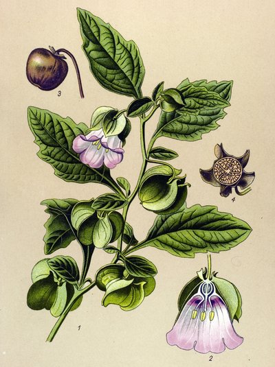 Botanik tahtası, bitki: Perou armudu veya Perou elması (Nicandra physaloides) by Unbekannter Künstler