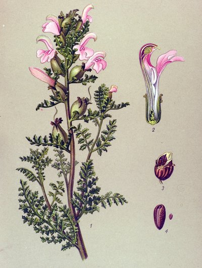 Botanik tahtası, bitki: Bataklık pediküler (Pedicularis palustris) by Unbekannter Künstler