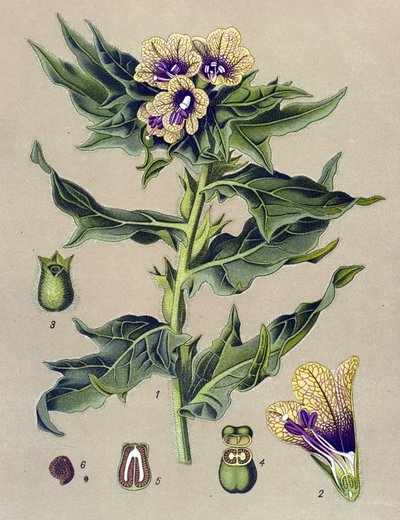 Botanik kurulu, bitki: siyah kenarlı (Hyoscyamus niger) by Unbekannter Künstler