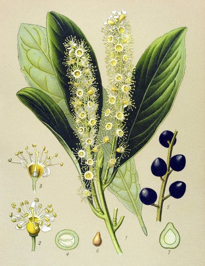 Botanik tahtası, bitki: kiraz defnesi (Prunus Laurocerasus) by Unbekannter Künstler