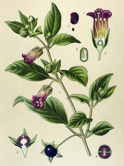 Botanik kurulu, La belladonna bitkisi (Atropa belladonna) by Unbekannter Künstler