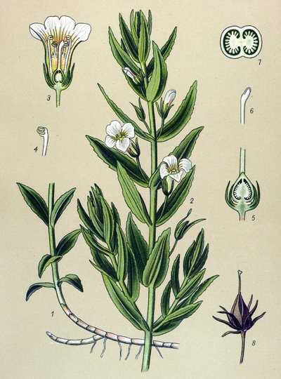 Botanik tahtası, bitki: gratiole officinale (Gratiola officinalis) by Unbekannter Künstler