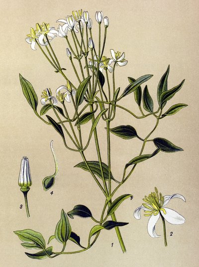 Botanik kurulu: zehirli ve şifalı bitki: Erect Clematis (Clematis recta) by Unbekannter Künstler