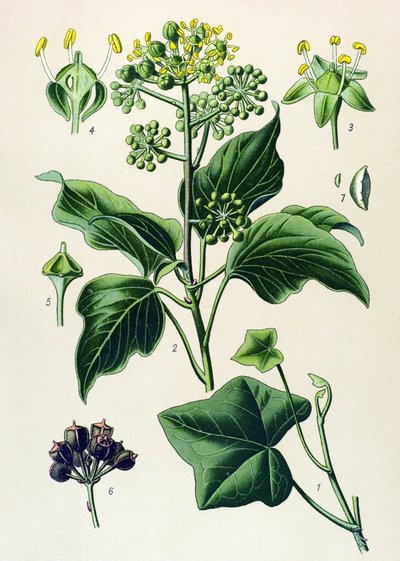 Botanik tahtası, zehirli ve şifalı bitki: tırmanma sarmaşığı veya adi sarmaşık (Hedera helix) by Unbekannter Künstler