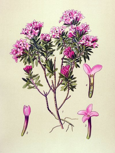 Botanik tahtası, zehirli bitki: Alplerin devesi veya devesi (Daphne Cneorum) by Unbekannter Künstler