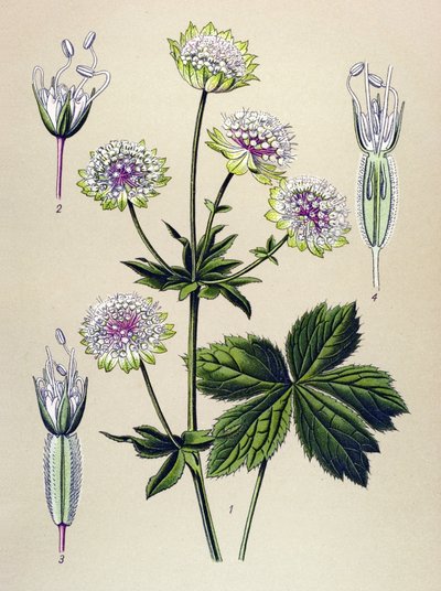 Botanik tahta, venöz (toksik) ve şifalı bitki: büyük astra (Astrantia major) by Unbekannter Künstler