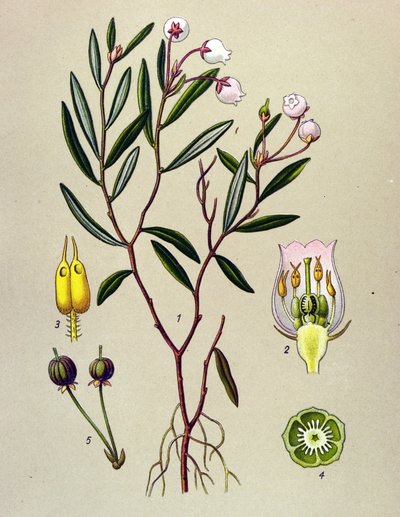 Botanik tahtası, venöz bitki (toksik): Andromede polium yapraklarına sahiptir (Andromeda polifolia) by Unbekannter Künstler