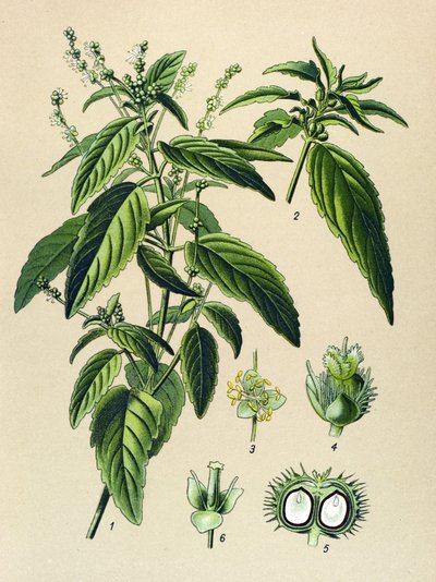 Botanik tahtası, zehirli bitki (zehirli): Yıllık cıva (Mercurialis annua) by Unbekannter Künstler