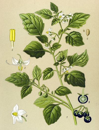 Botanik tahtası, venöz bitki (zehirli): Siyah itüzümü (Solanum nigrum) by Unbekannter Künstler