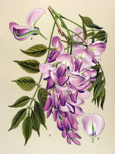 Botanik kurulu, venenöz bitki (toksik): Çin glisini (Wistaria chinensis) by Unbekannter Künstler
