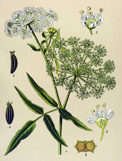 Botanik tahta, venöz bitki (zehirli): Great Berle (Sium latifolium) by Unbekannter Künstler