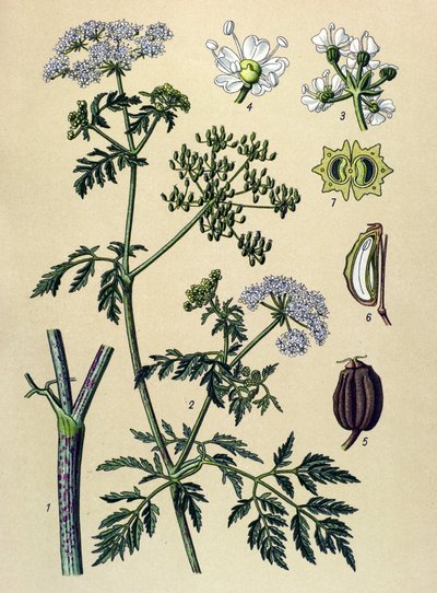 Botanik tahtası, venöz bitki (zehirli): Baldıran (Conium maculatum) by Unbekannter Künstler