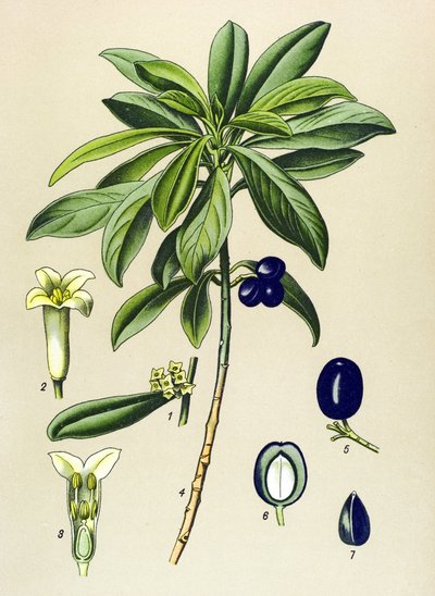 Botanik tahtası, venöz bitki (zehirli): Defne (Daphne Laureola) by Unbekannter Künstler