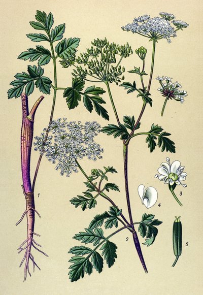 Botanik tahta, venöz bitki (zehirli): Eğik frenk maydanozu (Chaerophyllum temulum) by Unbekannter Künstler