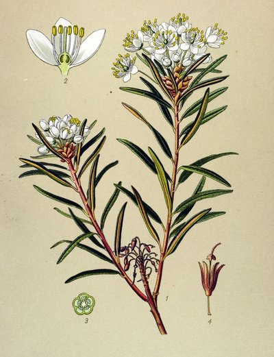 Botanik kurulu, zehirli bitki (zehirli): Marsh Ledon (Ledum palustre) by Unbekannter Künstler