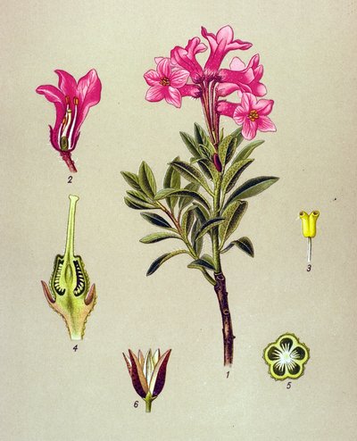 Botanik tahta, venöz bitki (zehirli): Rhododendron cilie (Rhododendron hirsutum) by Unbekannter Künstler