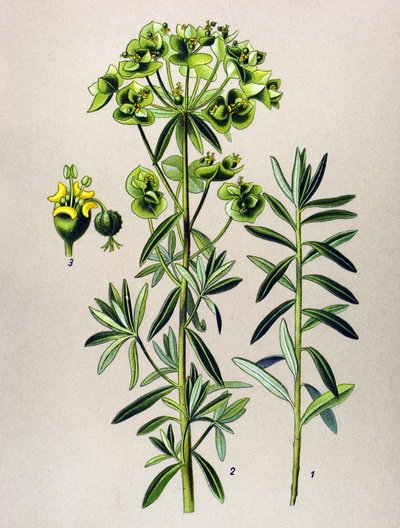 Botanik tahta, venöz bitki (zehirli): Yuvarlak Eule veya Euphorbia Peplus (Euphorbia Peplus) by Unbekannter Künstler