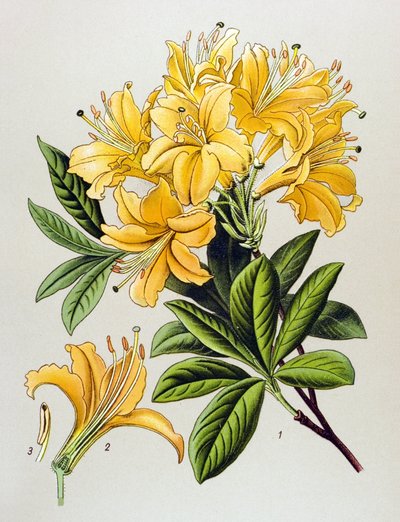 Botanik tahtası, venöz bitki (zehirli): Sarı açelya (Rhododendron luteum) by Unbekannter Künstler