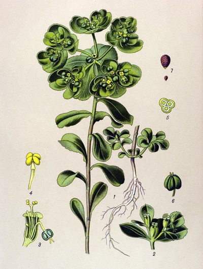 Botanik tahta, venöz bitki (toksik): sabah uyanan sütleğen veya küçük ışık (Euphorbia helioscopia) by Unbekannter Künstler