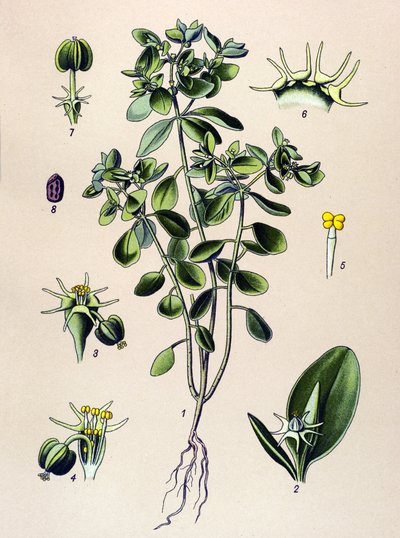 Botanik tahta, venöz bitki (toksik): euphorbia esule veya euphorbia acre by Unbekannter Künstler