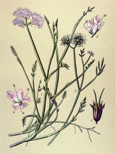 Botanik tahtası, venöz bitki (toksik): fistül (Oenanthe fistulosa) by Unbekannter Künstler