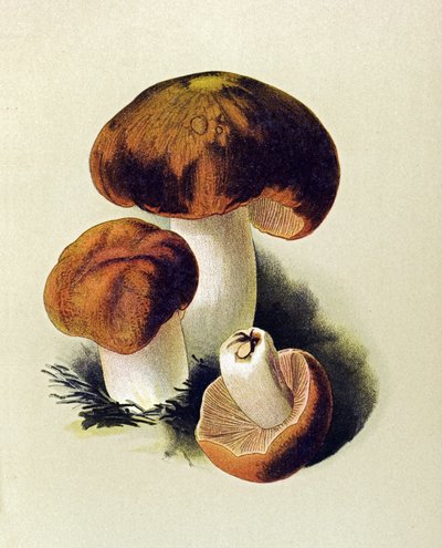 Zehirli mantarlı botanik tahta (zehirli): Russule foetens (Russula foetens) by Unbekannter Künstler