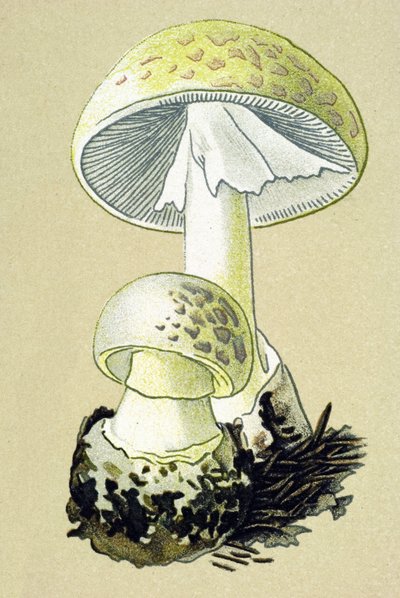 Toksik mantarlı botanik tahta (venöz): phalloid amanit (Amanita phalloides) by Unbekannter Künstler