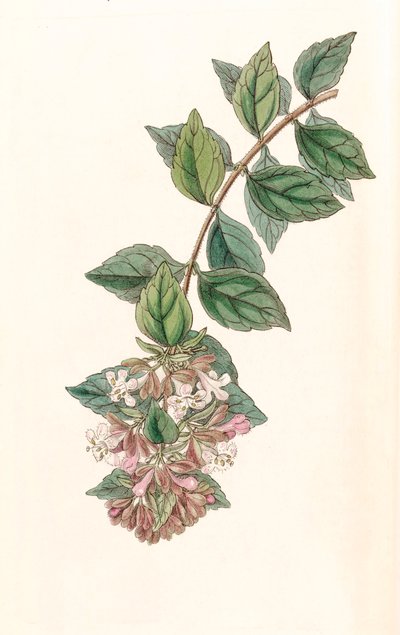 Botanik illüstrasyon/Abelia chinensis/Abelia rupestris/Çin Abelia/Abelia Kayası by Unbekannt