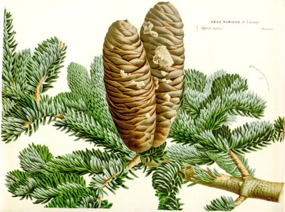 Botanik illüstrasyon / Abies numidica / Cezayir köknar / Numidie köknar by Unbekannt