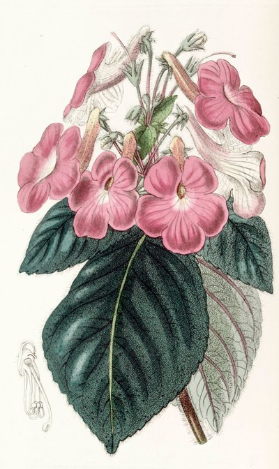Botanik illüstrasyon/Achimenes grandiflora/Achimene