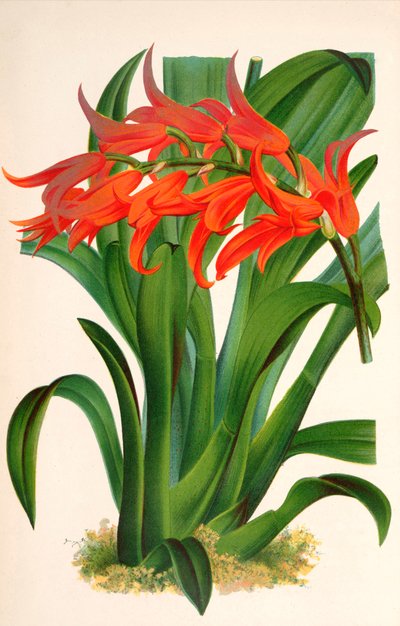 Botanik illüstrasyon/Ada aurantiaca by Unbekannt