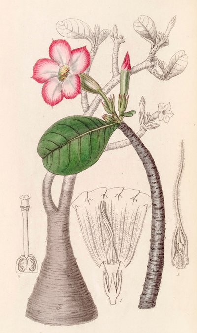 Botanik illüstrasyon/Adenium obesum/Çöl gülü/Çöl gülü by Unbekannter Künstler