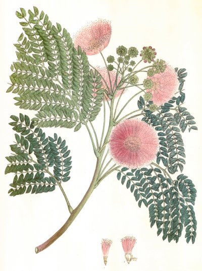 Botanik illüstrasyon/Albizia julibrissin/İpek ağacı/Mimosa de Constantinople by Unbekannter Künstler