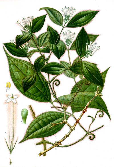 Botanik illüstrasyon/Strychnos toxifera/Curare by Unbekannt