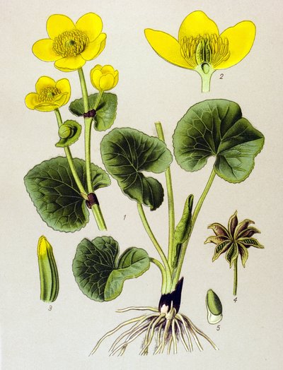 Botanik tahta. Venenöz bitki (toksik): bataklık popülasyonu (Caltha palustris) by Unbekannter Künstler