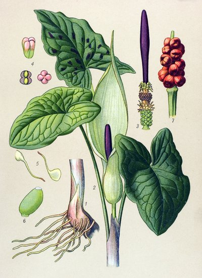 Botanik tahta. Venöz (toksik) ve şifalı bitki: leke guet (Arum maculatum) by Unbekannter Künstler