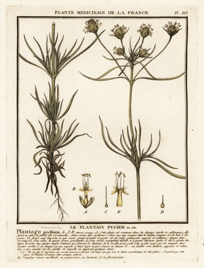Dallı muz, Plantago indica. by Unbekannter Künstler