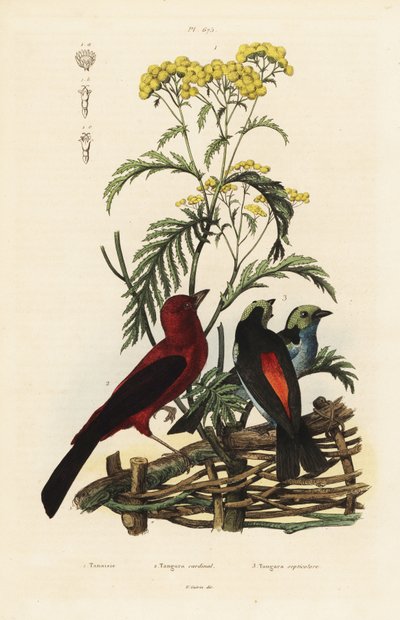 Brezilyalı tanager, Ramphocelus bresilius ve cennet tanager, Tangara chilensis by Unbekannt
