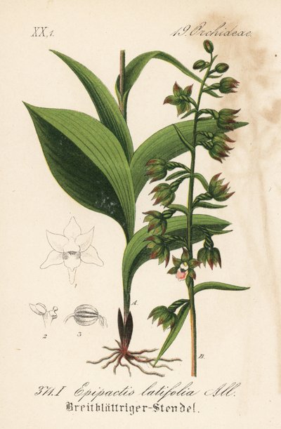 Geniş yapraklı epitactis - Geniş yapraklı helleborine, Epipactis helleborine (Epipactis latifolia). Diederich von Schlechtendal