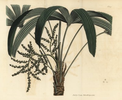 Geniş yapraklı hurma ağacı, Rhapis excelsa (Erkek cüce yer ratanı, Rhapis flabelliformis mas by Unbekannt