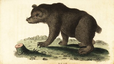 Boz ayı, Ursus arctos., 1800 (gravür) by Unbekannter Künstler