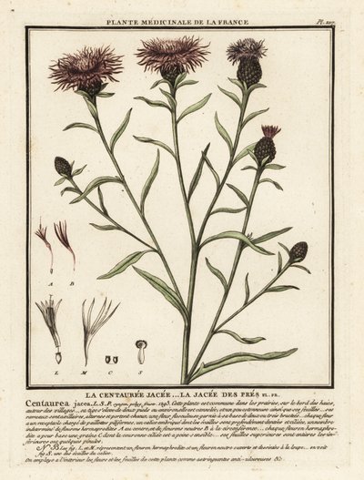 Kahverengi knapweed, Centaurea jacea. by Unbekannter Künstler