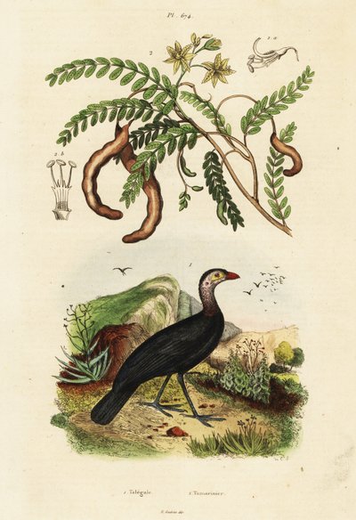 Brushturkey ve demirhindi.,1834-1839 (gravür) by Unbekannter Künstler