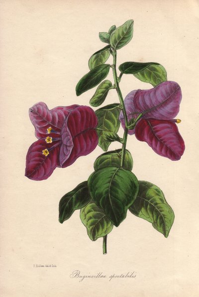 Buginvillaea spectabilis (La bougainvillee veya bougainvillee). Samuel Holden tarafından Sir Joseph Paxton için "Magazine of Botany," Londra, W.S. Orr