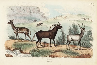 Bushbuck, Tragelaphus scriptus 1, siyah antilop veya beyaz kuyruklu gnu, Connochaetes gnou 2, daha büyük kudu, Tragelaphus strepsiceros 3 by Unbekannt